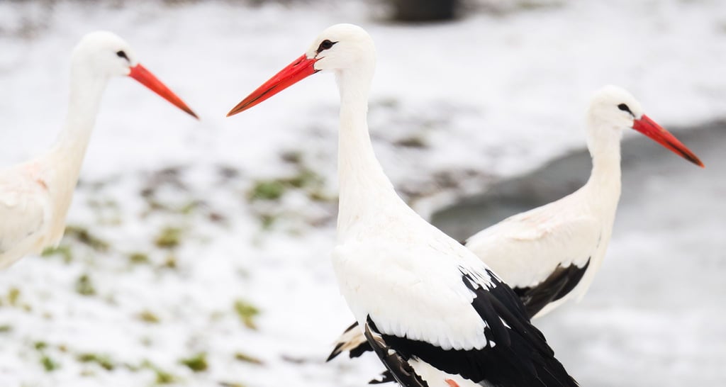 Das winterliche Wetter stört die Tiere nicht.