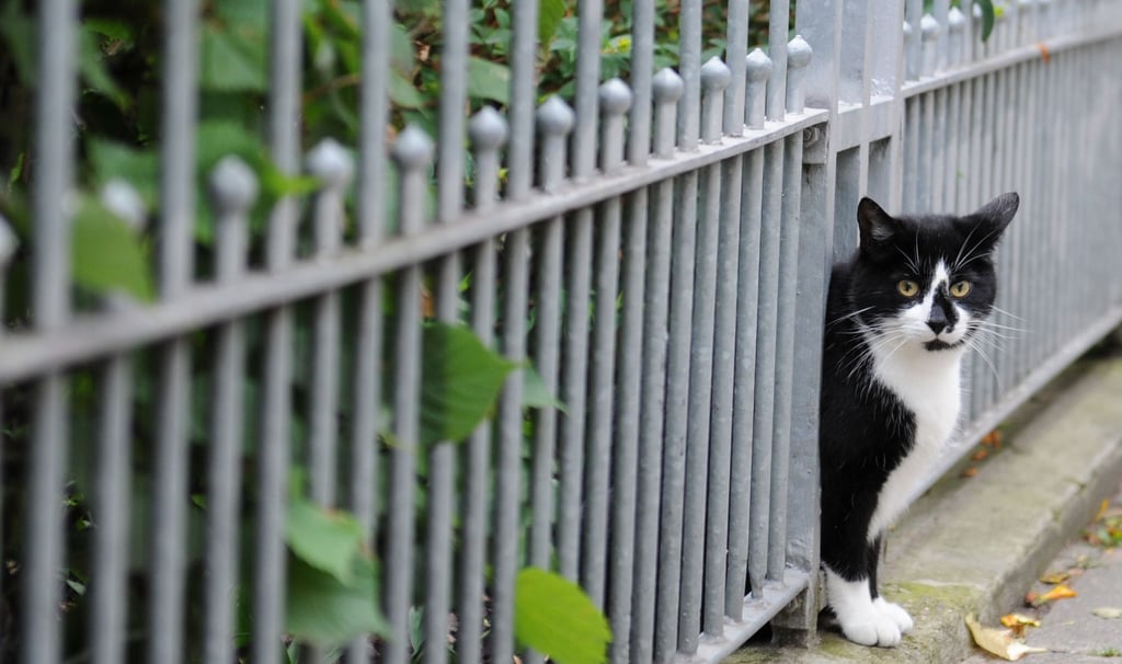 Haustiere und  Uneinigkeit um die Grundstücksgrenze sind Hauptgründe für Nachbarschaftsstreitigkeiten. 