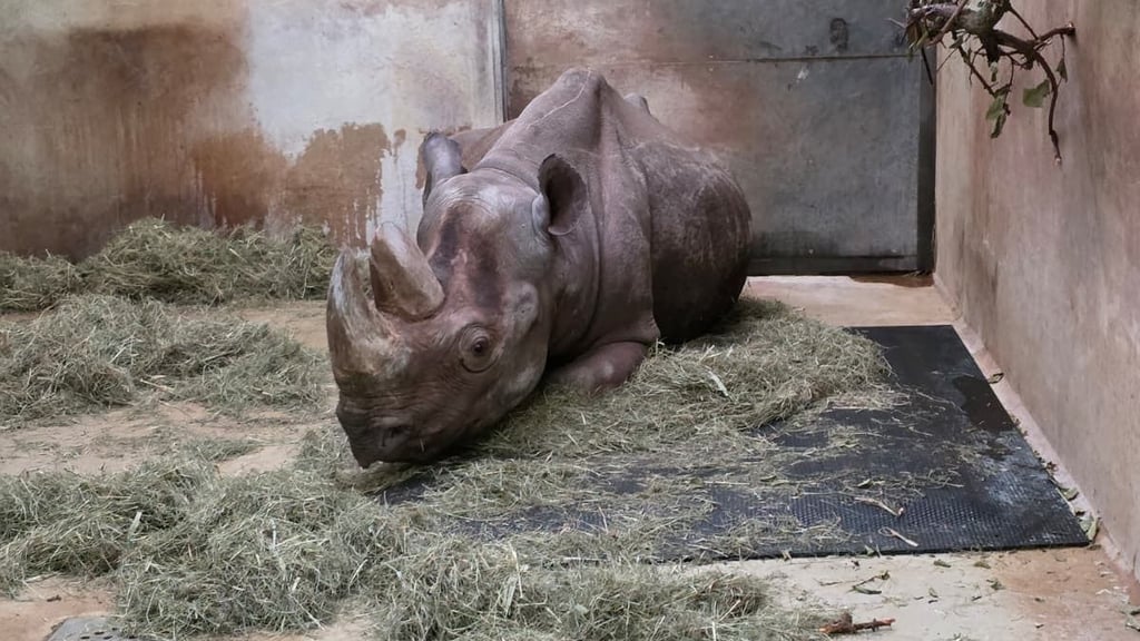 Die Nashörner im Magdeburger Zoo liegen dank der Unterstützung des Fördervereins ab sofort bequemer.