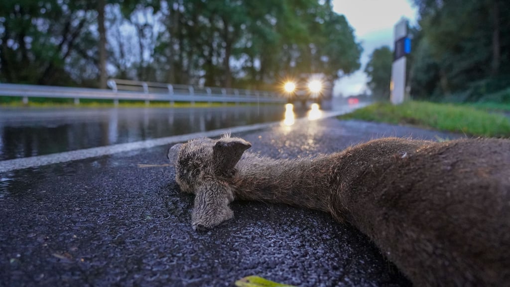 In der Wasserstadt in Dessau hat es einen Wildunfall gegeben, dem ein Auffahrunfall folgte. 