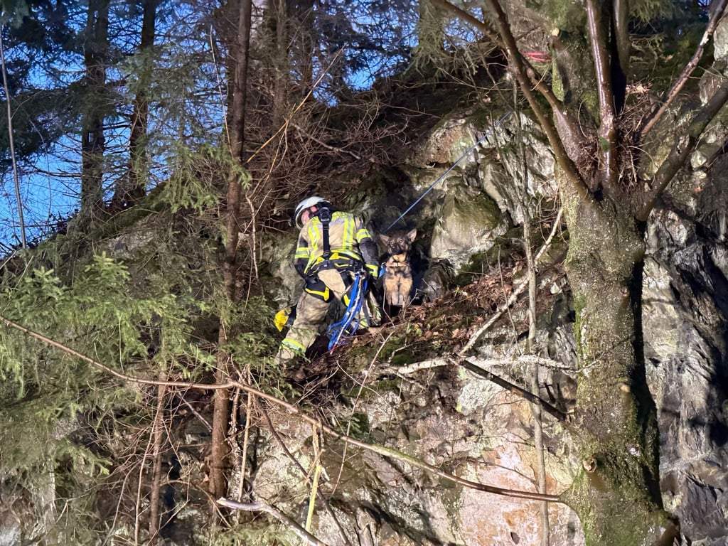 Die Feuerwehr sicherte den Hund.