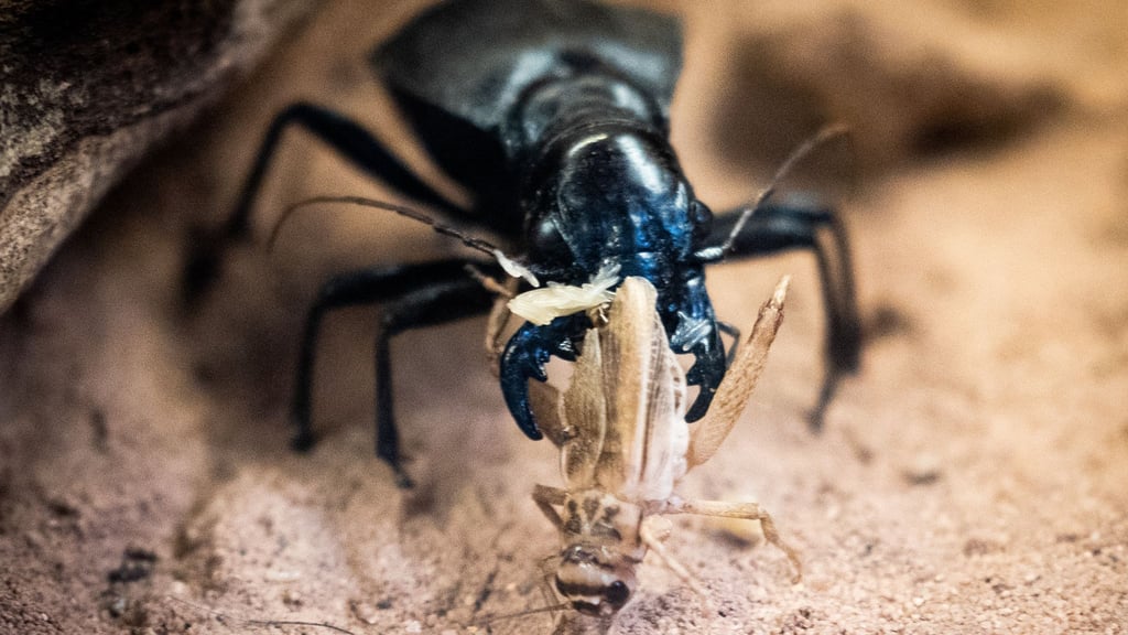 In Dresden beraten an diesem Wochenende Laufkäfer-Experten aus Deutschland und Österreich (Archivbild).