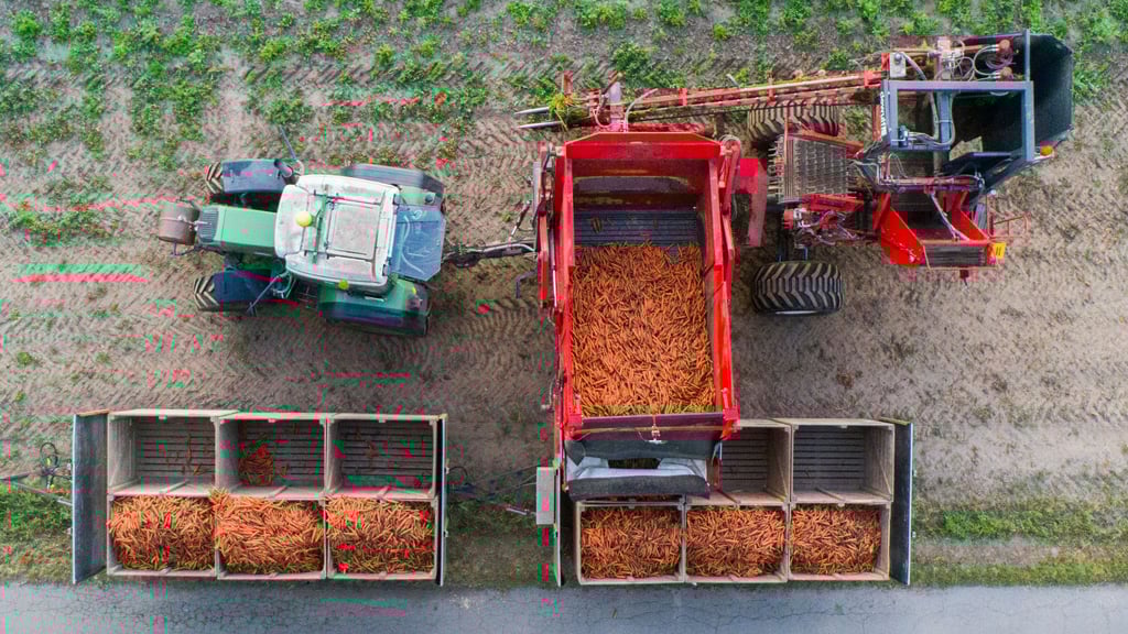 Die Ernte von Bio-Mören auf einem Feld.