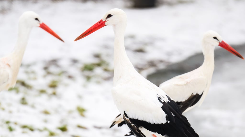 Das winterliche Wetter stört die Tiere nicht.