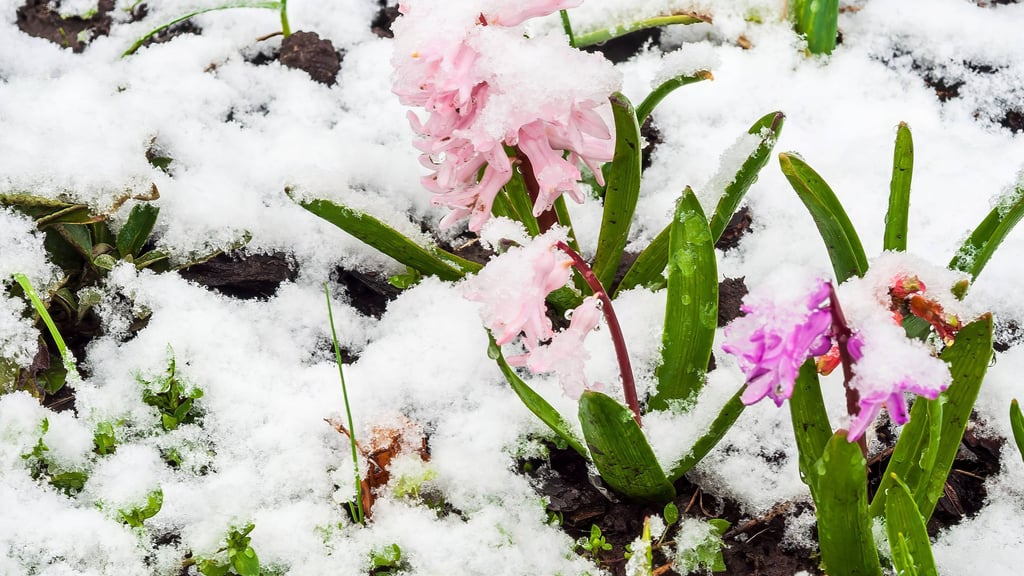 Die Temperaturen sinken in der Nacht auf klirrende -12 Grad. Am Wochenende könnte in Sachsen-Anhalt der Frühling durch die Tür kommen.