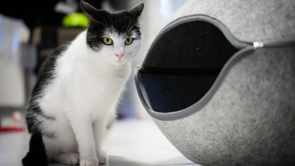 Zahlreiche Menschen möchten die abenteuerlustige Katze Shila aufnehmen. (Archivbild)