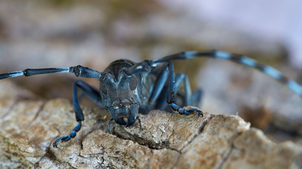 Eine Gefahr für Laubbäume: Der Laubholzbockkäfer.