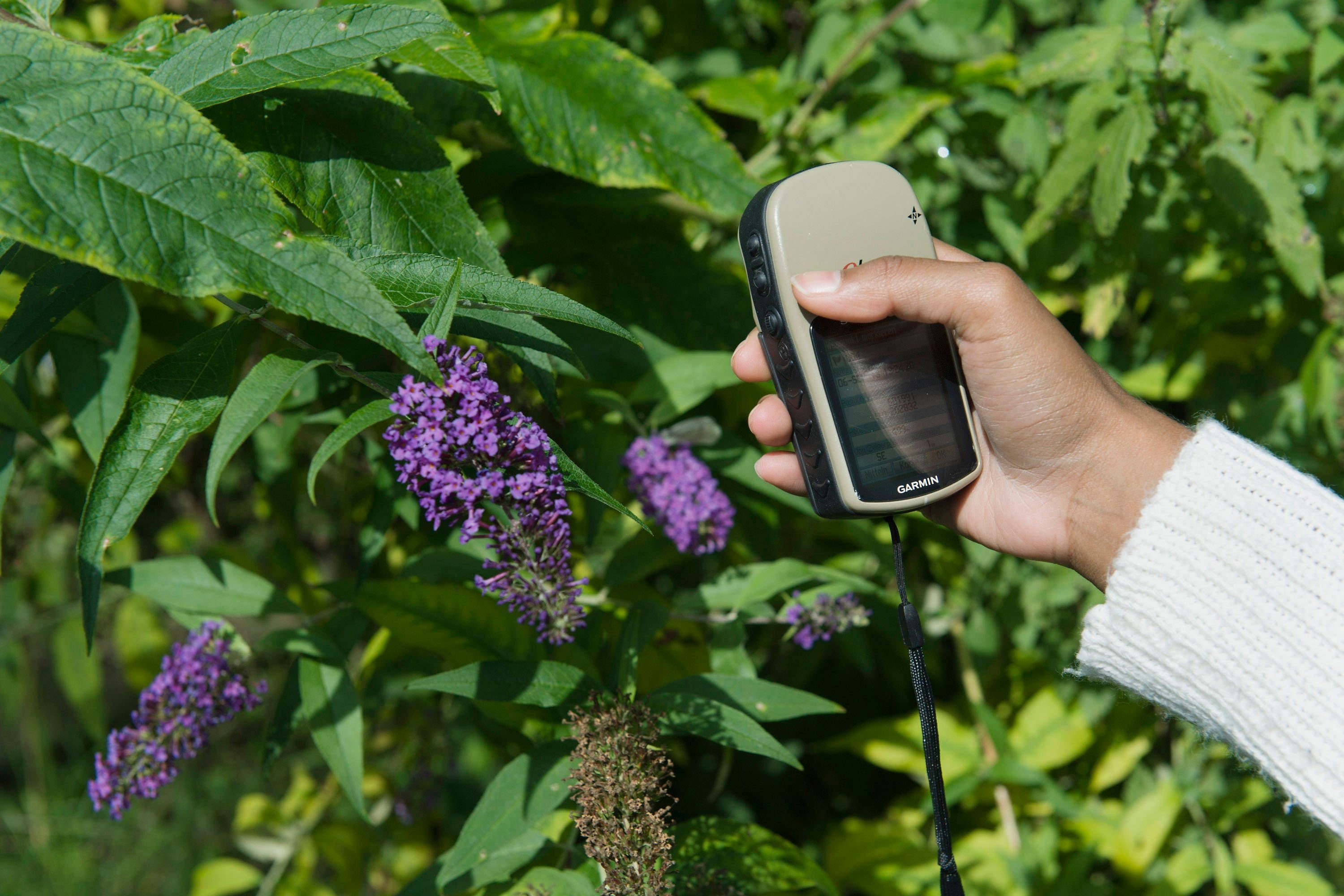 Groß angelegte Naturerhebungen geplant: Kartierungen in Barleben: Landesamt untersucht Arten, Biotope und Lebensräume bis 2030