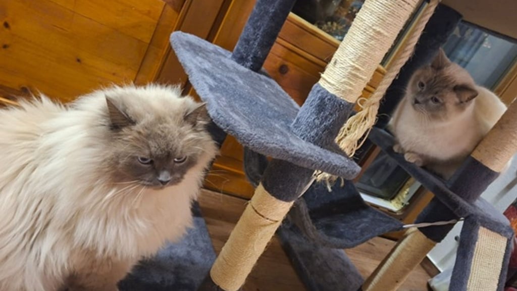 Die Birma-Kater Hubert und Staller (r) sind inzwischen wieder im Allgäu vereint.