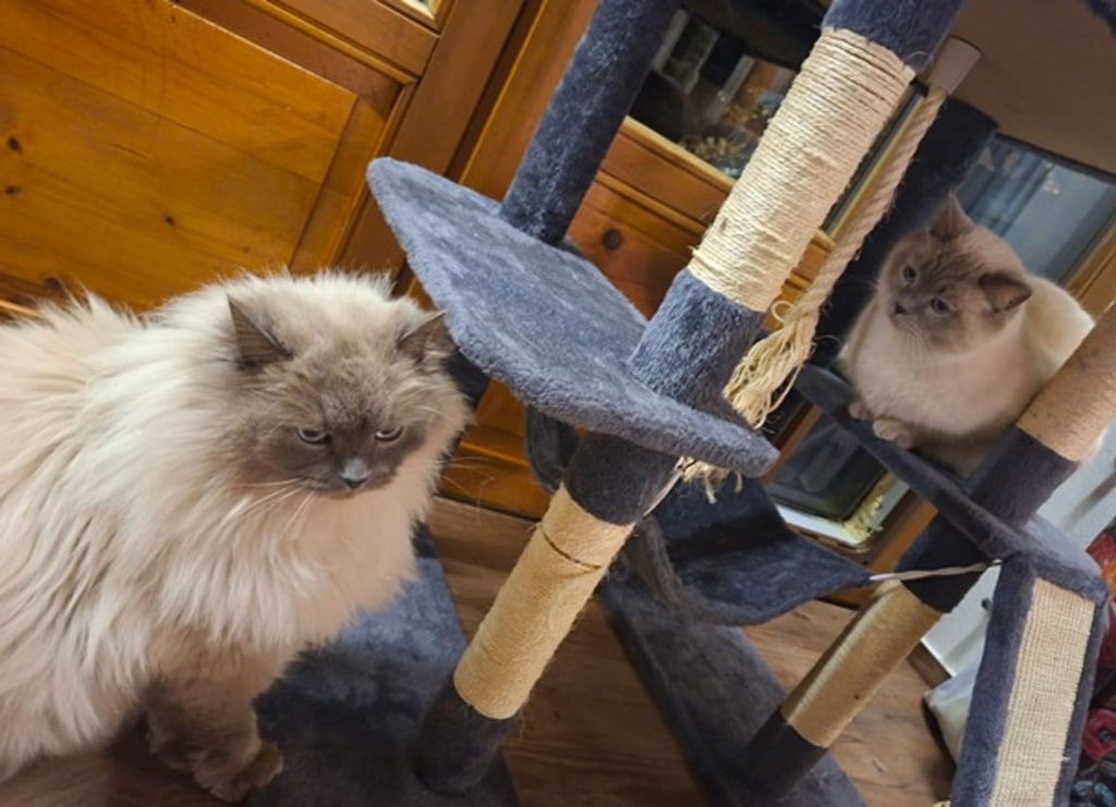 Die Birma-Kater Hubert und Staller (r) sind inzwischen wieder im Allgäu vereint.