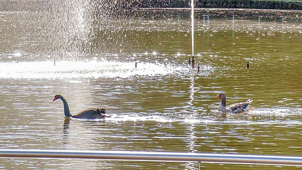 Ein Bild aus glücklichen Tagen: Gans Berta und ihr Schwan