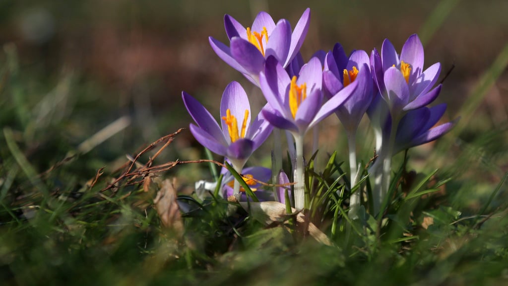 Steigende Temperaturen am Wochenende in Sachsen-Anhalt: Meteorologe Dominik Jung warnt vor verfrühter Frühlingsfreude.