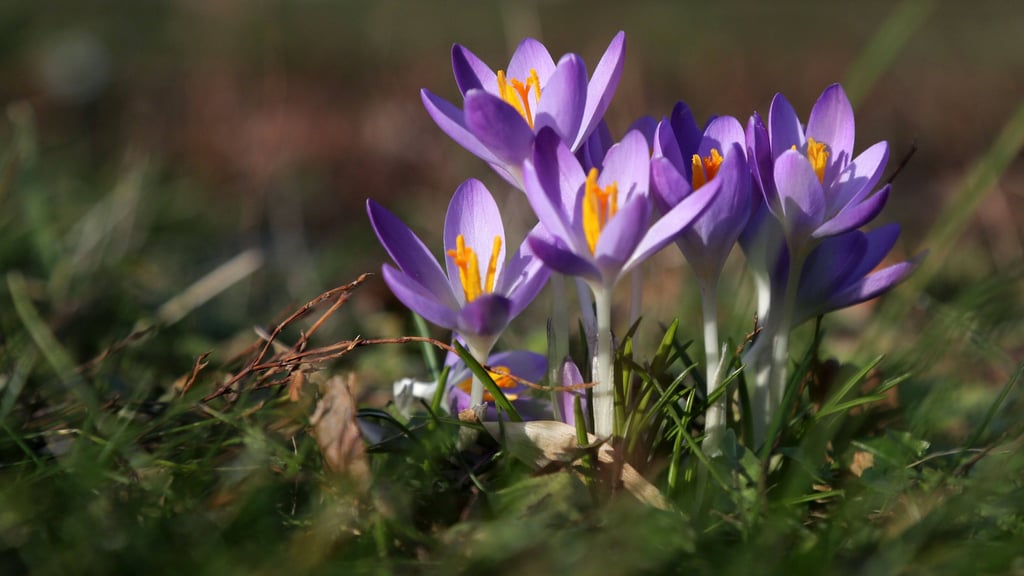Steigende Temperaturen am Wochenende in Sachsen-Anhalt: Meteorologe Dominik Jung warnt vor verfrühter Frühlingsfreude.