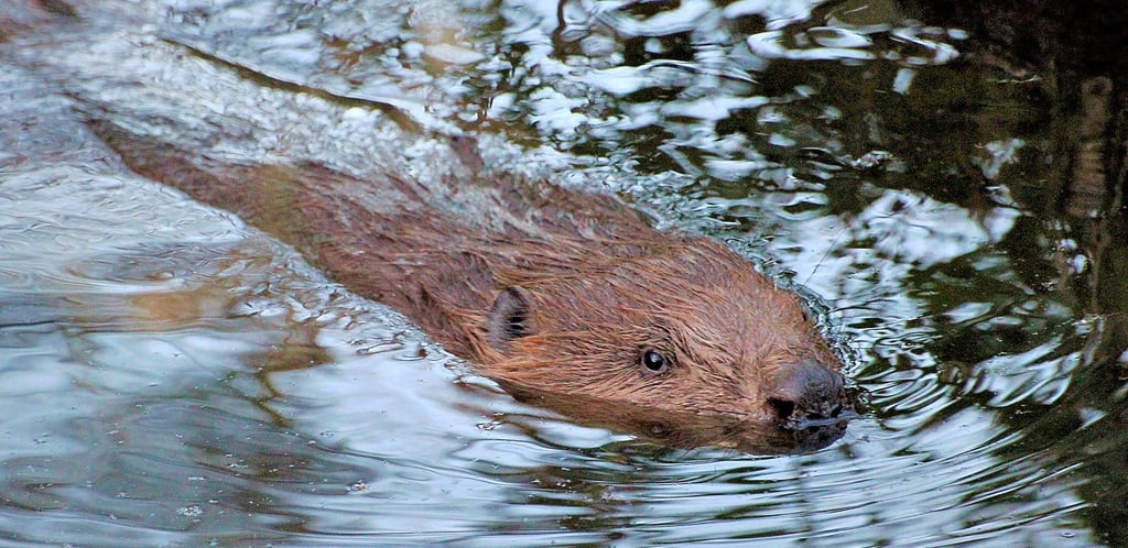 Biber – hier eine Archivaufnahme – sorgen mit ihren Dämmen entlang der Fließgewässer im Burgenlandkreis immer wieder für Probleme.