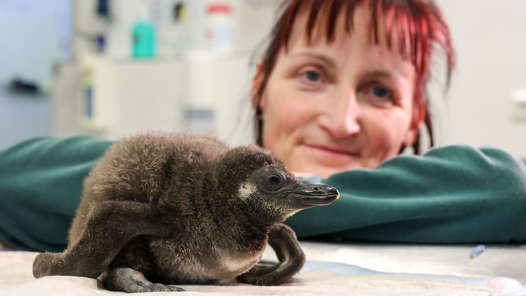 Tierpflegerin Annett Schwabe zieht das Brillenpinguin-Küken im Magdeburger Zoo auf.