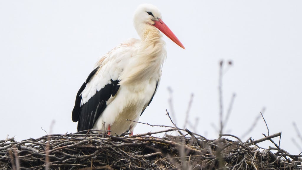 Storch Fridolin hielt in den vergangenen Tagen Ausschau nach seiner Partnerin Mai. Nun ist auch das Weibchen zurück in Leiferde. (Archbild)