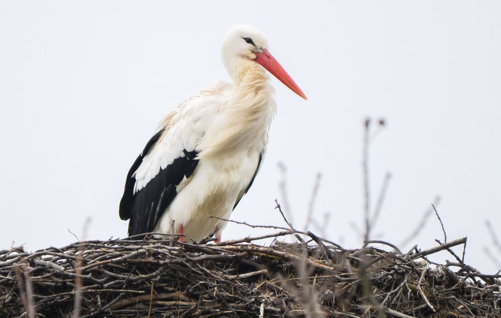 Storch Fridolin hielt in den vergangenen Tagen Ausschau nach seiner Partnerin Mai. Nun ist auch das Weibchen zurück in Leiferde. (Archbild)