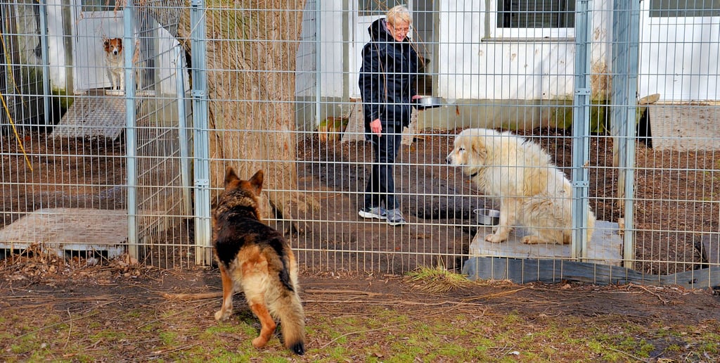 Tierpflegerin Janett Bremer ist Angestellte der Tierpension Staßfurt, hier im Zwinger bei Hexe. Der Pyrenäen-Hütehund wäre zu vermitteln. Vorn Schäferhund Taylor. Im Hintergrund Luna.