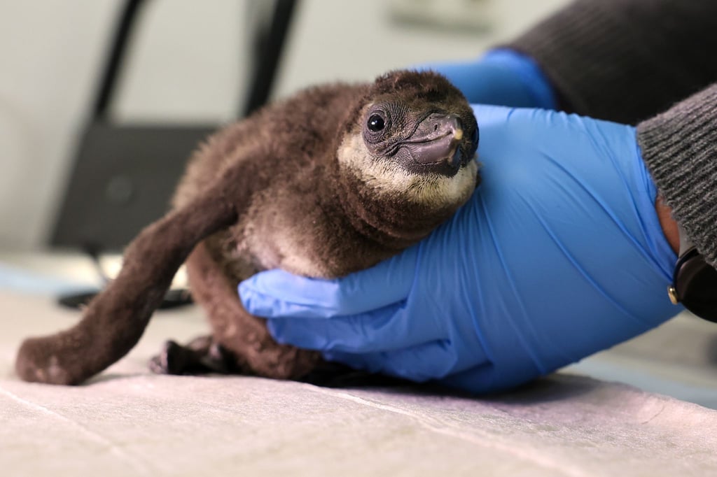 Das Brillenpinguin-Küken schlüpfte im Januar im Brutkasten.