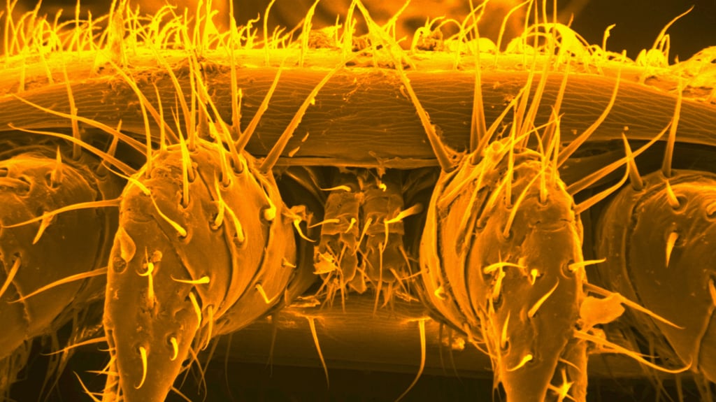 Dieser Mitbewohner in Halle sieht nicht nur gefährlich aus.