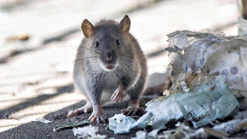 Kammerjäger bekämpfen bei ihren Einsätzen in Stendal primär Ratten und Mäuse. Zukünftig sind Privatpersonen auf ihre Hilfe angewiesen, wenn sie die Schadnager mit Gift loswerden möchten. 