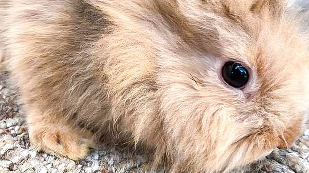 Dieser Hase aus Sandersdorf wird derzeit vermisst.