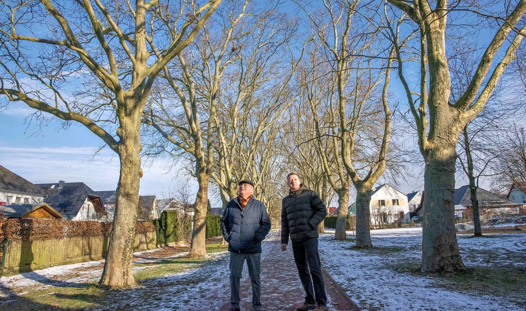  Anwohner beklagen eine Krähenplage in der Platanenallee entlang der Donaustraße in Ziebigk. 
