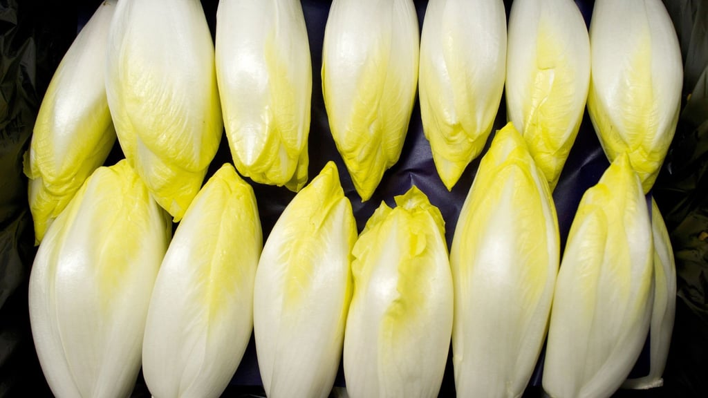 Bitterstoffe fördern die Verdauung: Chicorée, Endivien und Radicchio sind besonders reich an diesen sekundären Pflanzenstoffen.