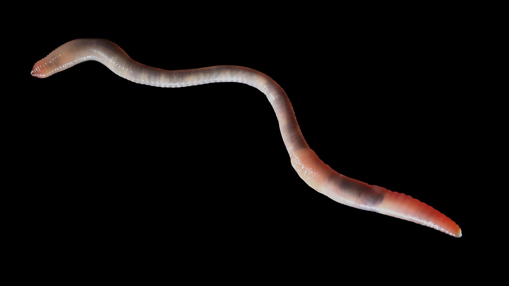 Unterirdisch im Einsatz zur Durchlüftung ist dieser Mitbewohner in Halle.