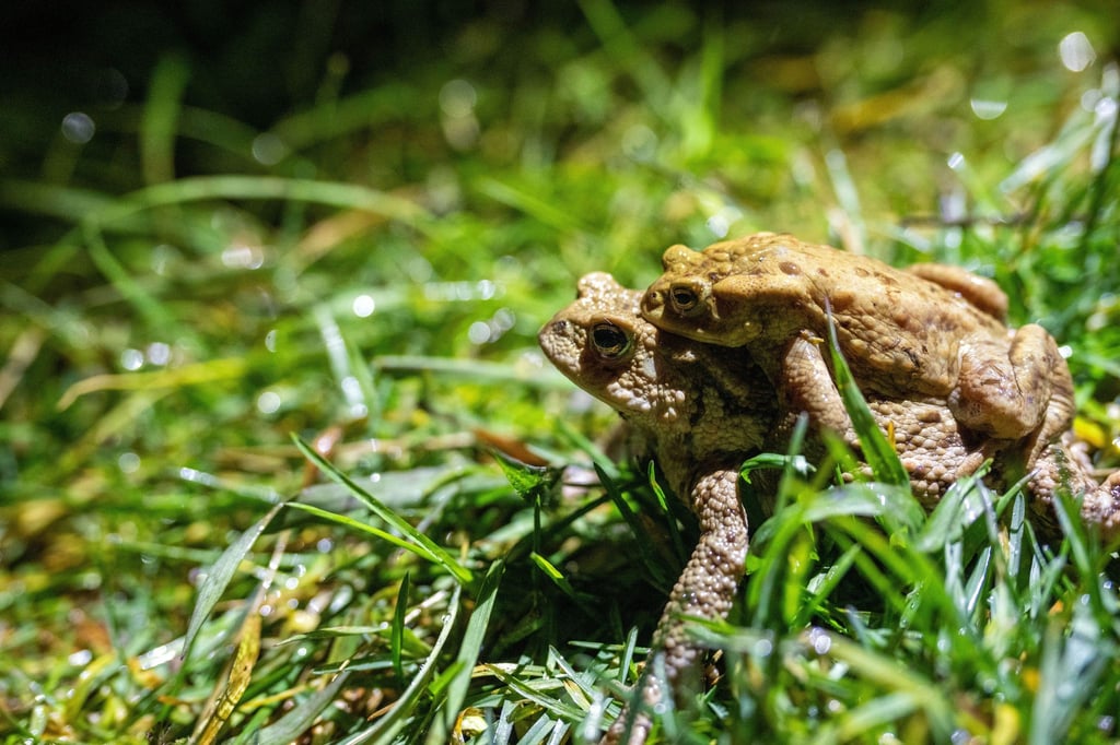 Manchmal auch per Taxi unterwegs: Kröten auf Wanderschaft.