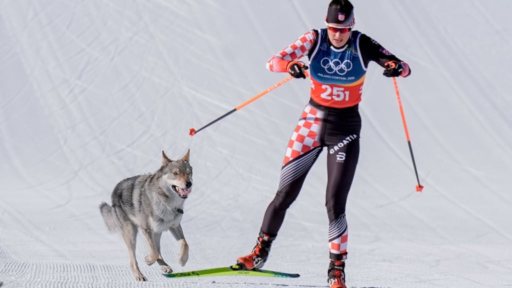 Das Ziel klar vor Augen: Der Tschechoslowakische Wolfshund Nazgul hatte großen Spaß an seinem Auftritt im Langlaufstadion.