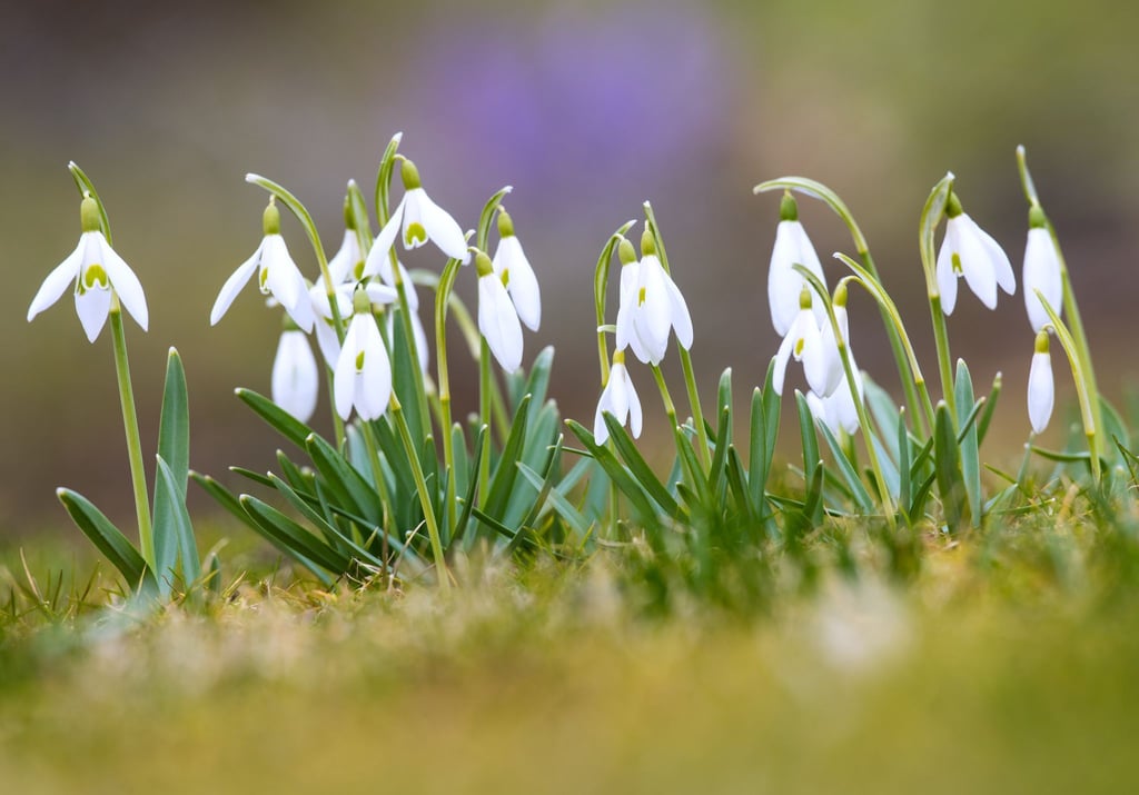 Wann zeigen sich die ersten Boten des Vorfrühlings in der Natur wie solche Schneeglöckchen? (Archivbild)