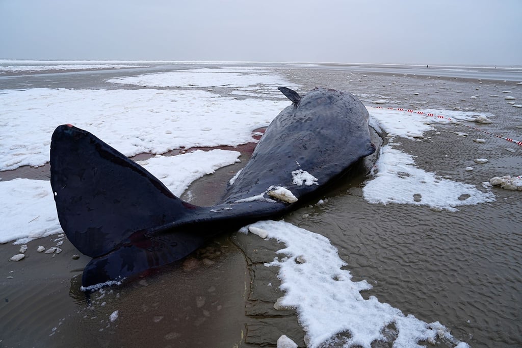 In Dänemark sind mehrere Wale gestrandet.