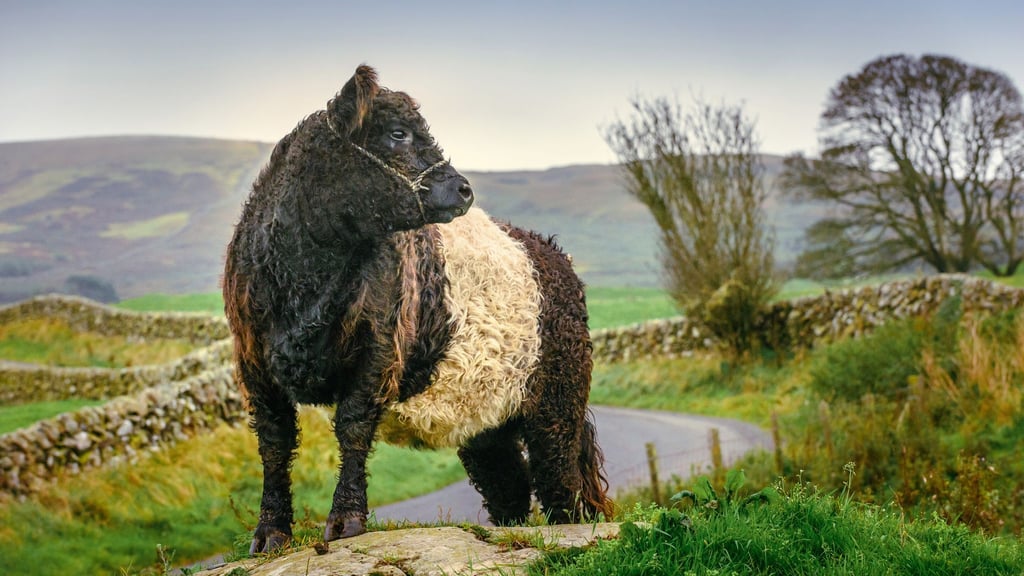 Flauschig: eine Kuh der Rasse Belted Galloway auf einer Weide in Schottland.