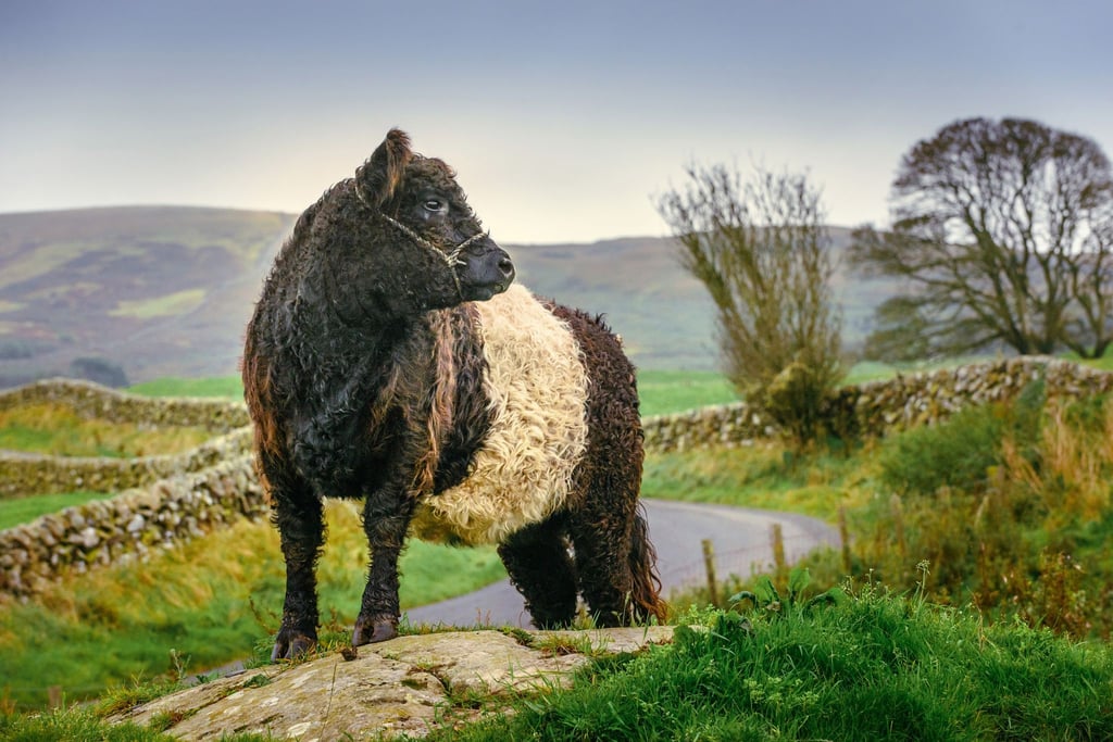 Flauschig: eine Kuh der Rasse Belted Galloway auf einer Weide in Schottland.