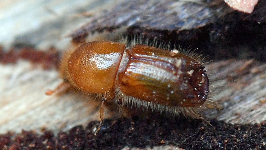 Ein Borkenkäfer krabbelt auf einem Fichtenstamm. (Archivbild)