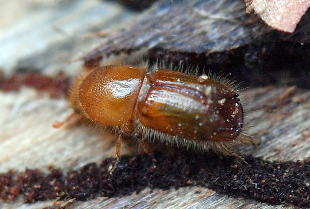 Ein Borkenkäfer krabbelt auf einem Fichtenstamm. (Archivbild)