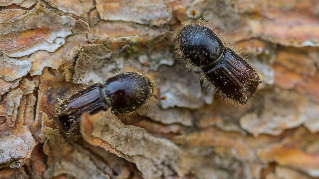 In Thüringen sind im vergangenen Jahr rund 473.000 Festmeter Borkenkäfer-Schadholz angefallen. (Archivbild)