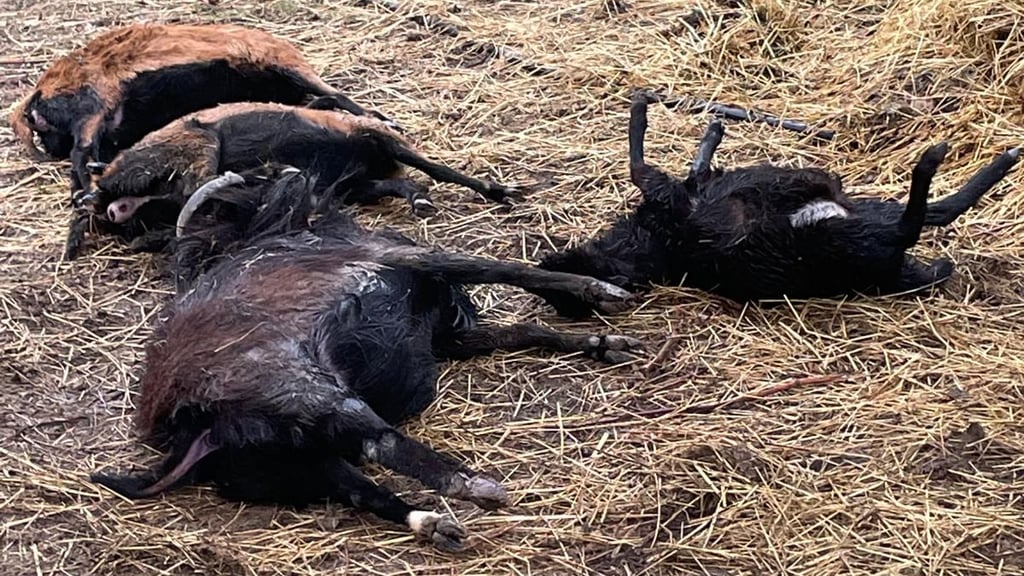 Die gerissenen Schafe bei Breitungen