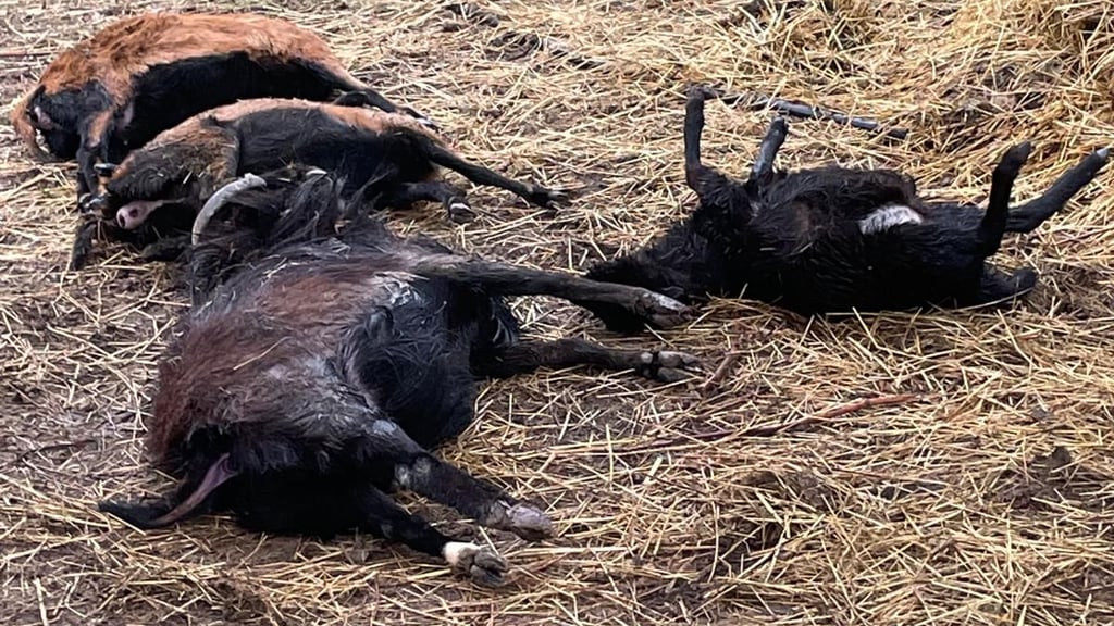Die gerissenen Schafe bei Breitungen. Erneut wurden Tiere hinter dem Elektrozaun getötet. War es ein Luchs?