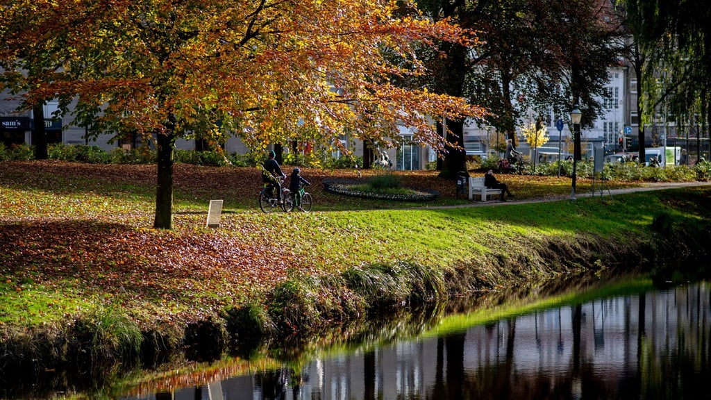 Die Baumschutzsatzung in Oldenburg bleibt bestehen - das ist das Ergebnis eines Bürgerentscheids. (Symbolbild)