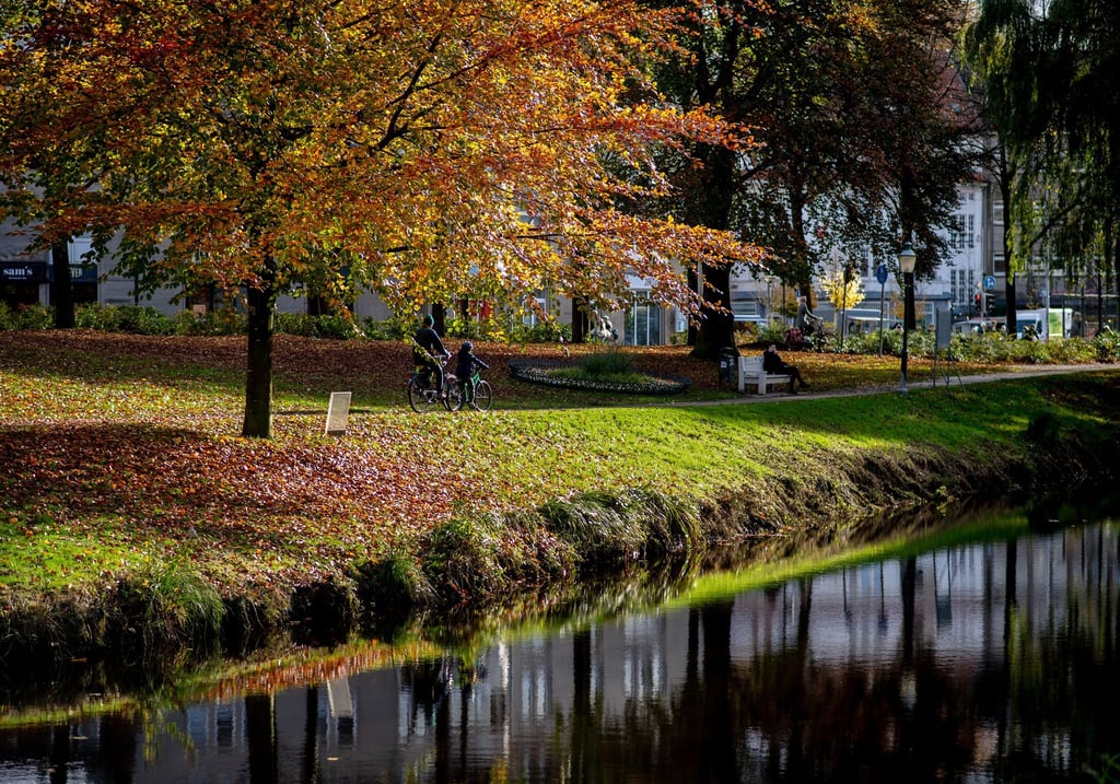 Die Baumschutzsatzung in Oldenburg bleibt bestehen - das ist das Ergebnis eines Bürgerentscheids. (Symbolbild)
