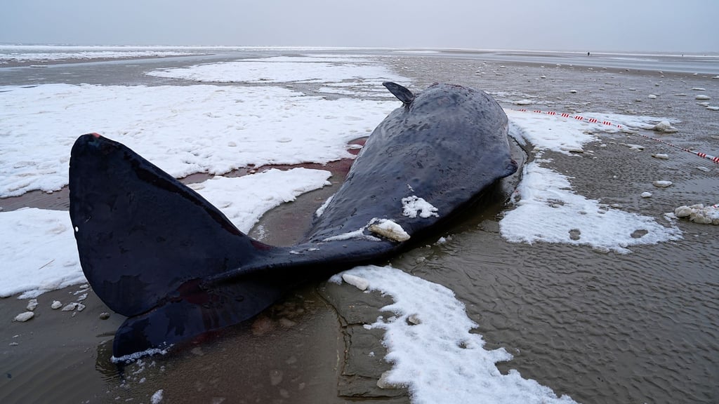 In Dänemark sind mehrere Wale gestrandet.