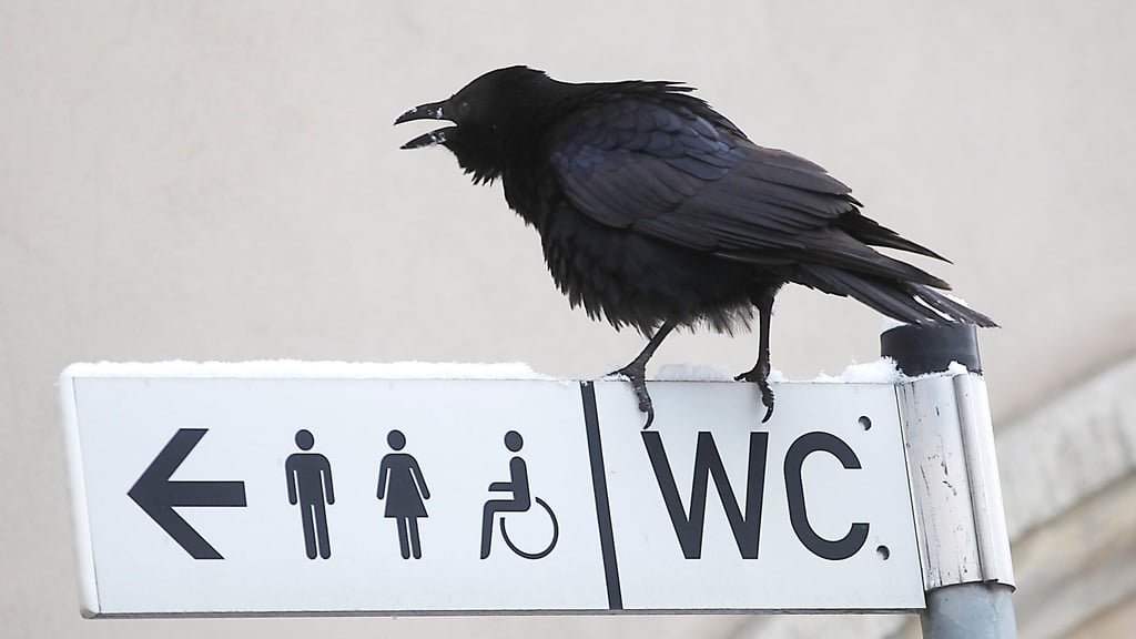 Unübersehbar, unüberhörbar und unangenehm: Dieser Nachbar nervt seine menschlichen Mitbewohner unter Umständen enorm.