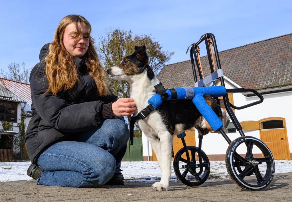 Hündin Mina ist querschnittsgelähmt und auf einen speziellen Rollwagen angewiesen.