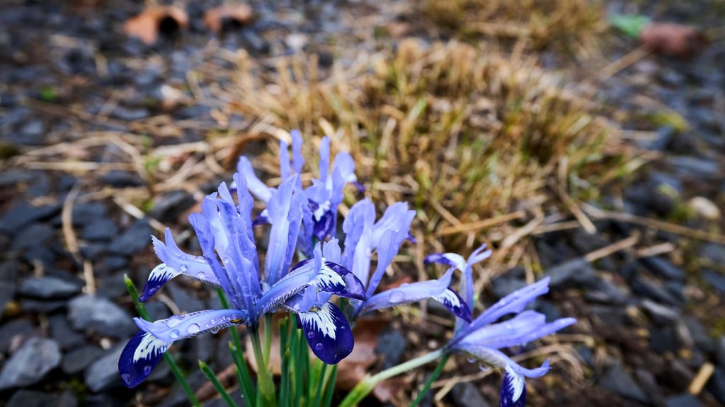 Die Temperaturen klettern in den nächsten Tagen in die Höhe.