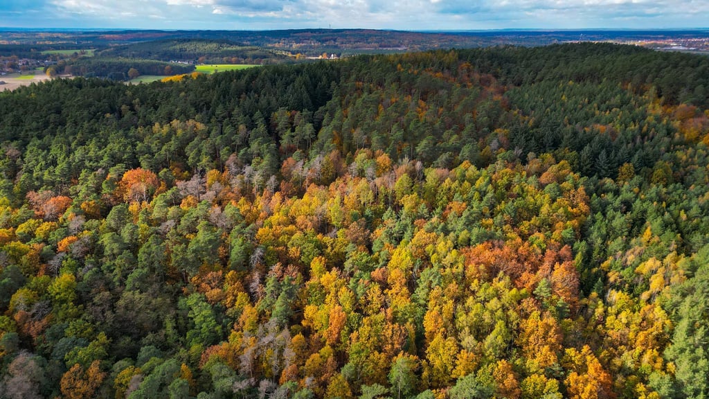 Eine Bürgerinitiative will die Abholzung eines Waldgebietes für ein großes Gewerbe- und Industriegebiet bei Fürstenwalde/Spree verhindern. (Symbolbild)