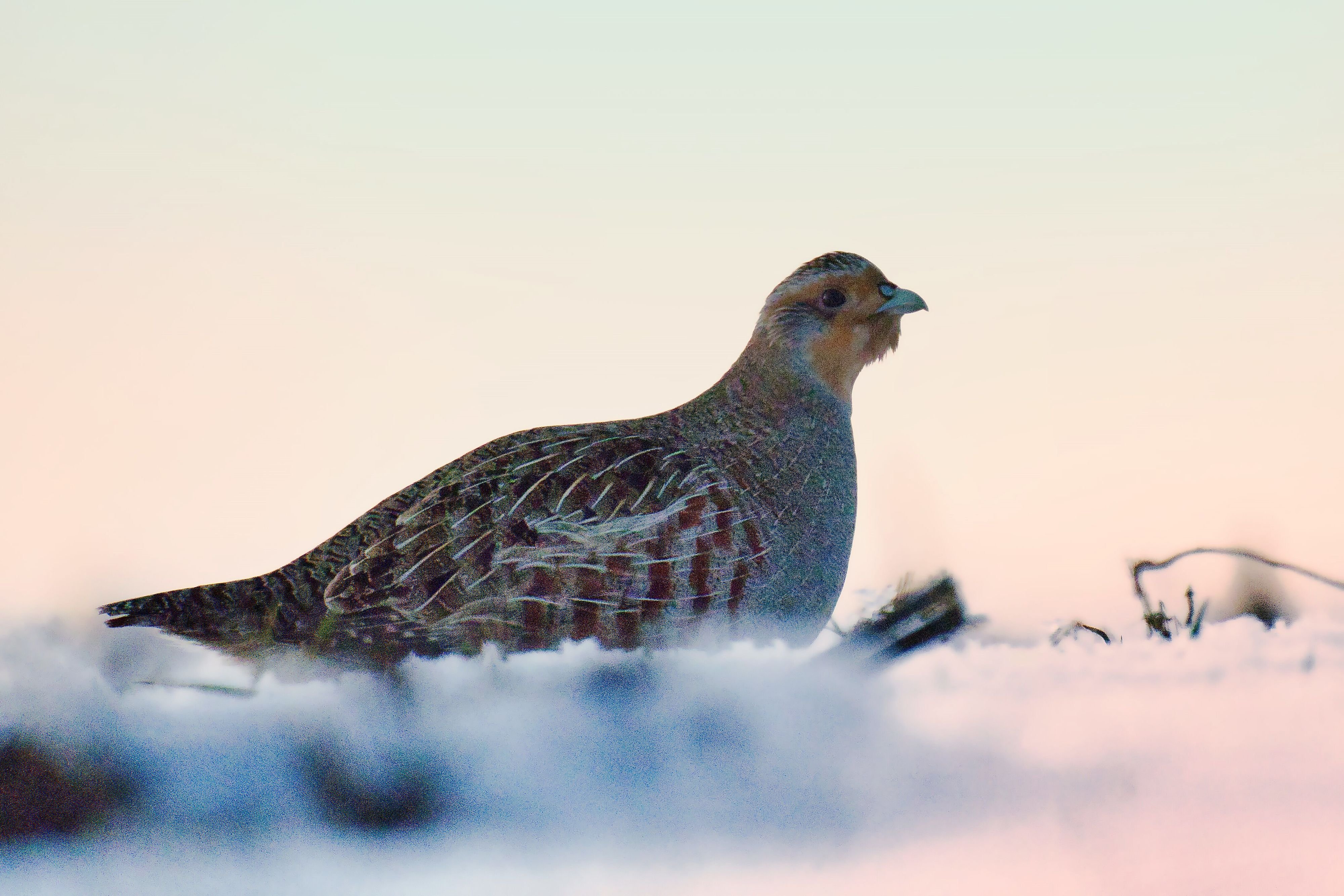 Vogel des Jahres: Warum das Rebhuhn geschützt werden muss