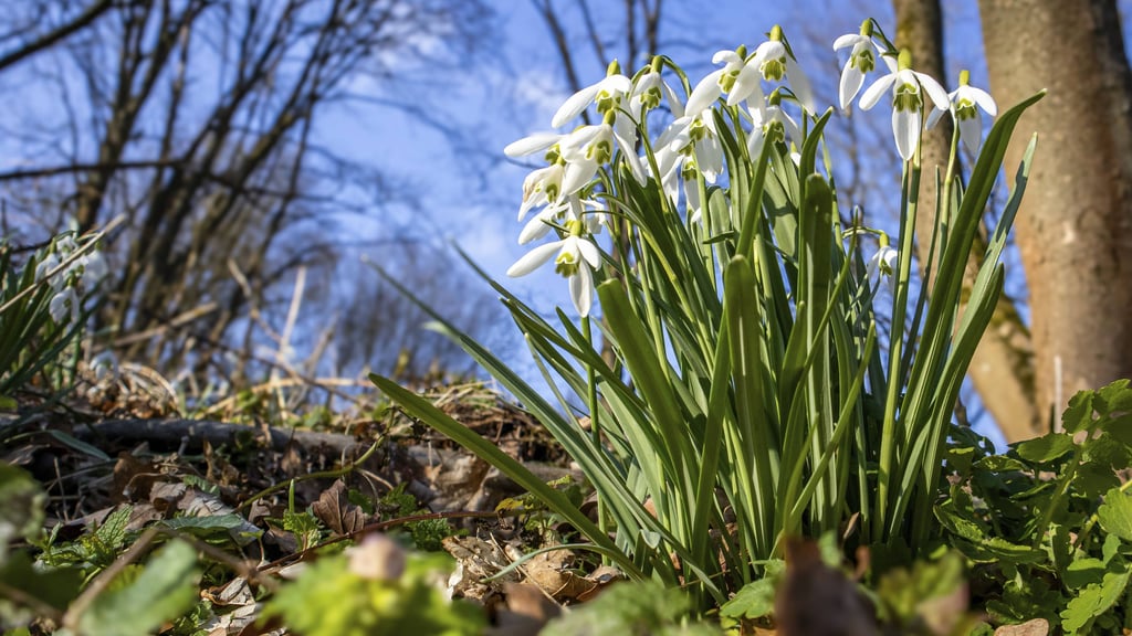 In Sachsen-Anhalt machen sich frühlingshafte Temperaturen breit. Das Thermometer klettert im Laufe der Woche auf bis zu 17 Grad Celsius.