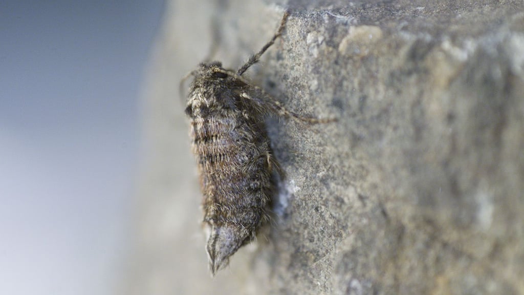 Komisch: Trotz seines Namens war dieser Winter sogar dem winterlichen Mitbewohner in Halle bisher zu streng. 